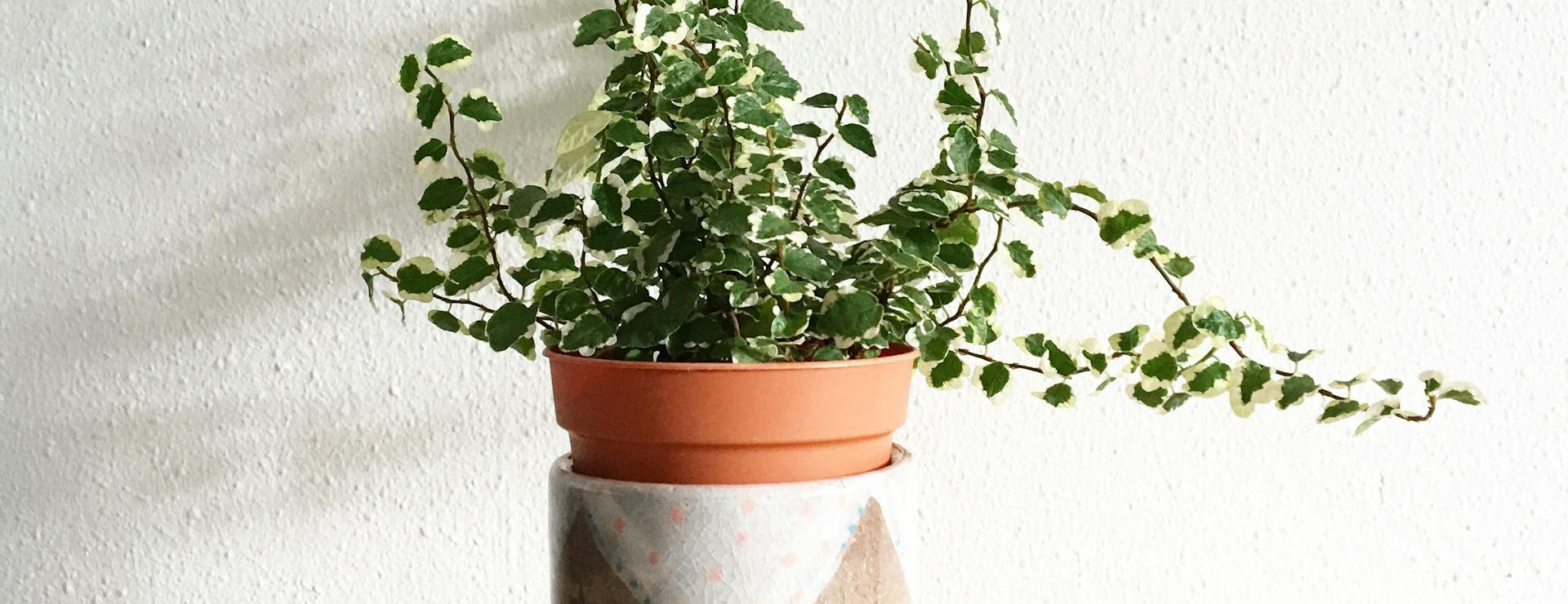 Garden Care Shop 3 Garden Care Shop -Garden Care Shop pexels muffinsaurs 993626